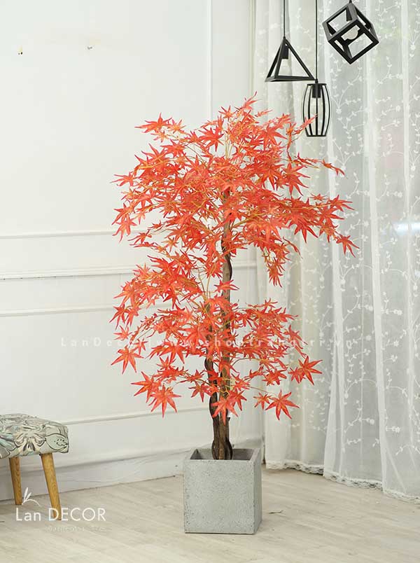 Cây phong lá đỏ trang trí nội thất đẹp (165cm)- LC2787