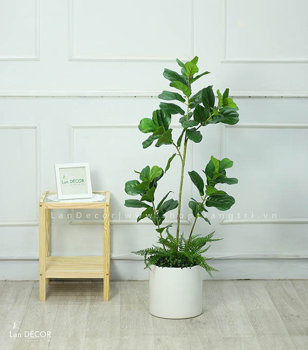 HC947 - Cành bàng Singapore 120cm