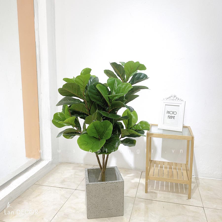 Cây Bàng Sing Giả- Cây Bàng Singapore Trang Trí Nội Thất Landecor ( 105cm) - LC3170