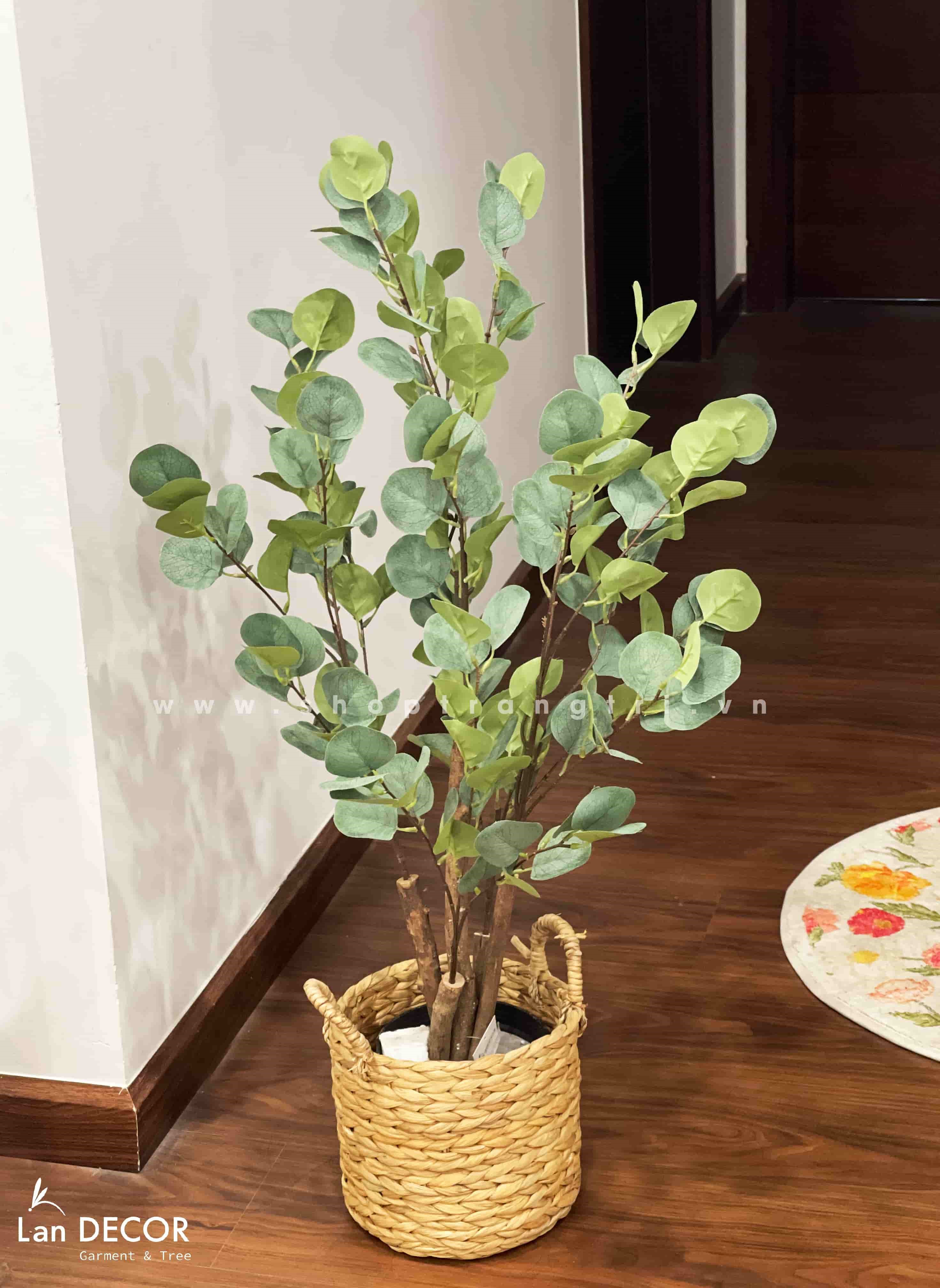 Cây kim tiền lá tròn (90cm) - LC3063