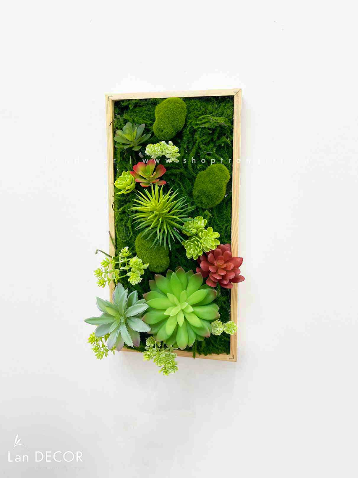 Khung tranh rêu sen đá trang trí hiện đại, độc đáo - KTR07(20x40)