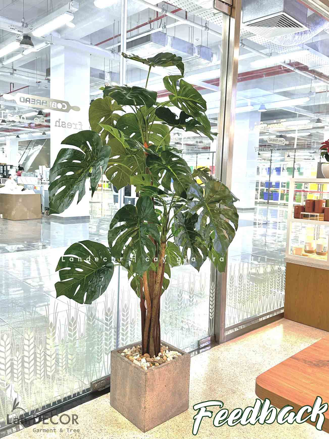 Cây Lá Rùa trang trí nhà đẹp LanDecor (130m) - LC2690