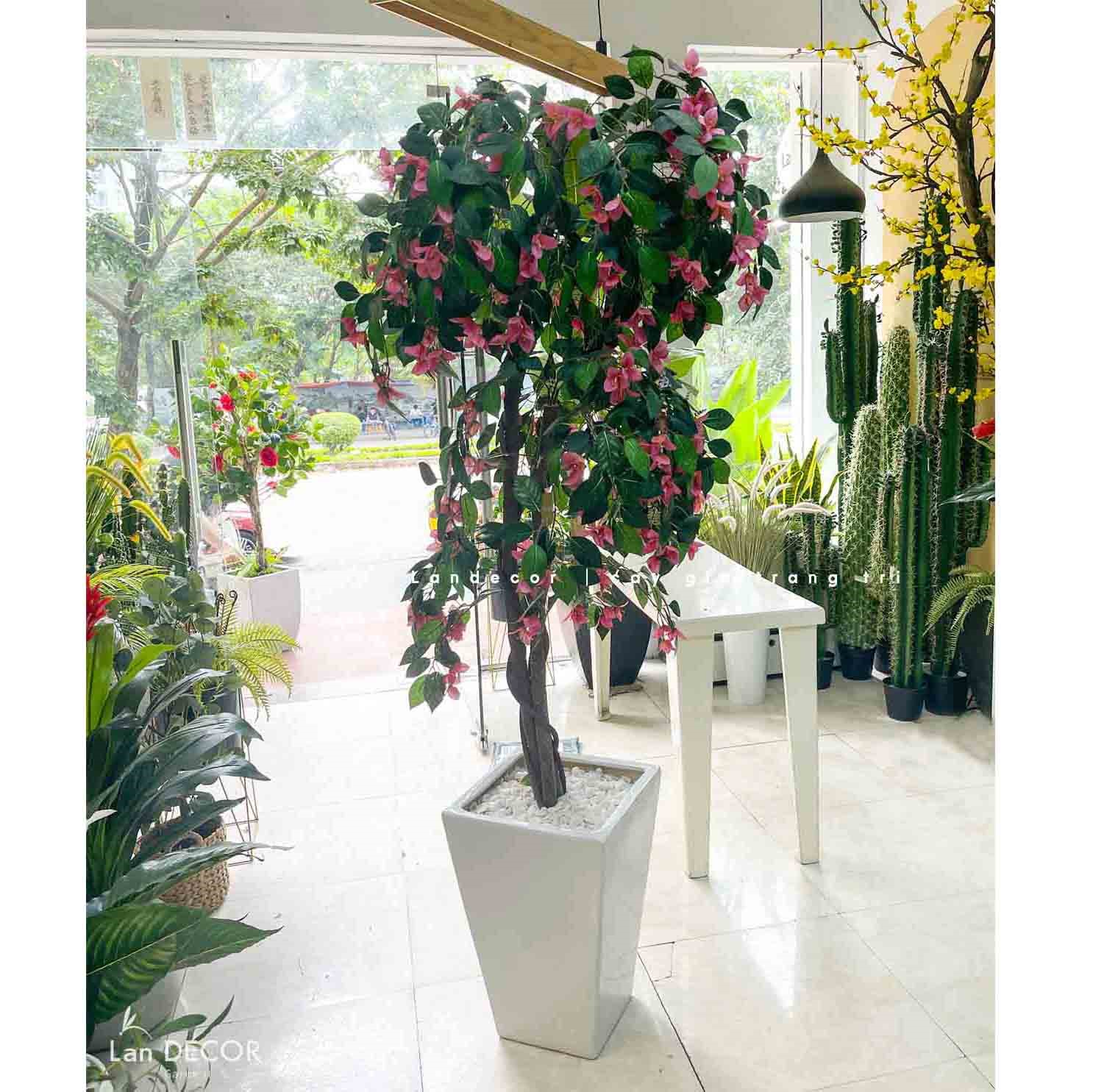 TỔNG HỢP CHẬU CÂY HOA ĐỖ QUYÊN TRANG TRÍ NỘI THẤT