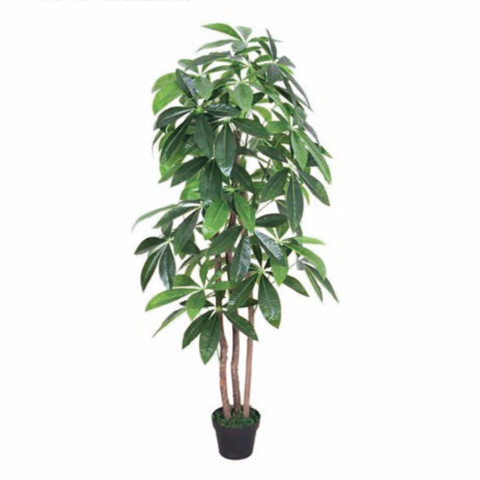 CÂY KIM NGÂN GIẢ- TỔNG HỢP CHẬU CÂY KIM NGÂN TRANG TRÍ NỘI THẤT, VĂN PHÒNG