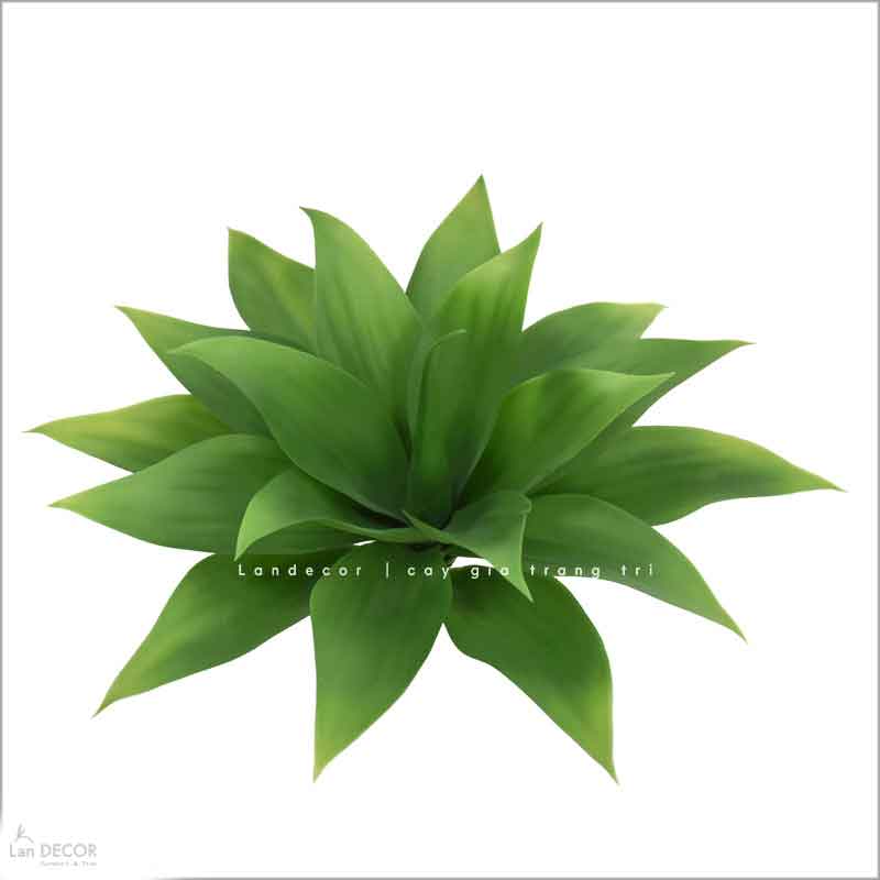 Cụm Lô Hội Trang Trí Cảnh Quan Hút Mắt (35cm)- HC1217