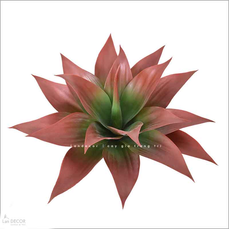 Cụm Lô Hội Trang Trí Cảnh Quan Hút Mắt (35cm)- HC1217