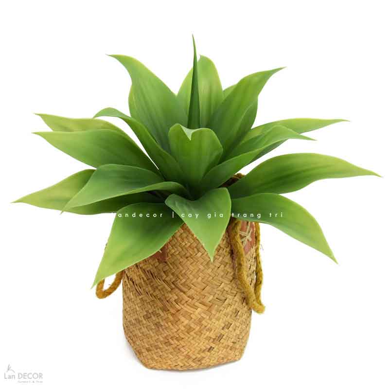 Cụm Lô Hội Trang Trí Cảnh Quan Hút Mắt (35cm)- HC1217