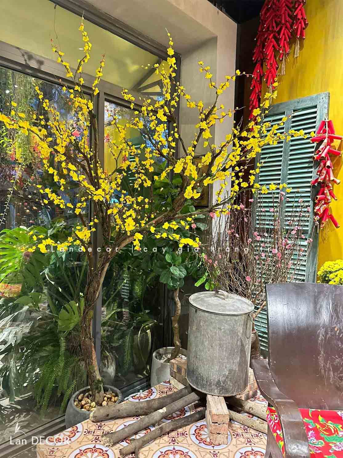 Cây mai vàng mùa xuân đẹp độc đáo Lan Decor (2,5m) - CC561