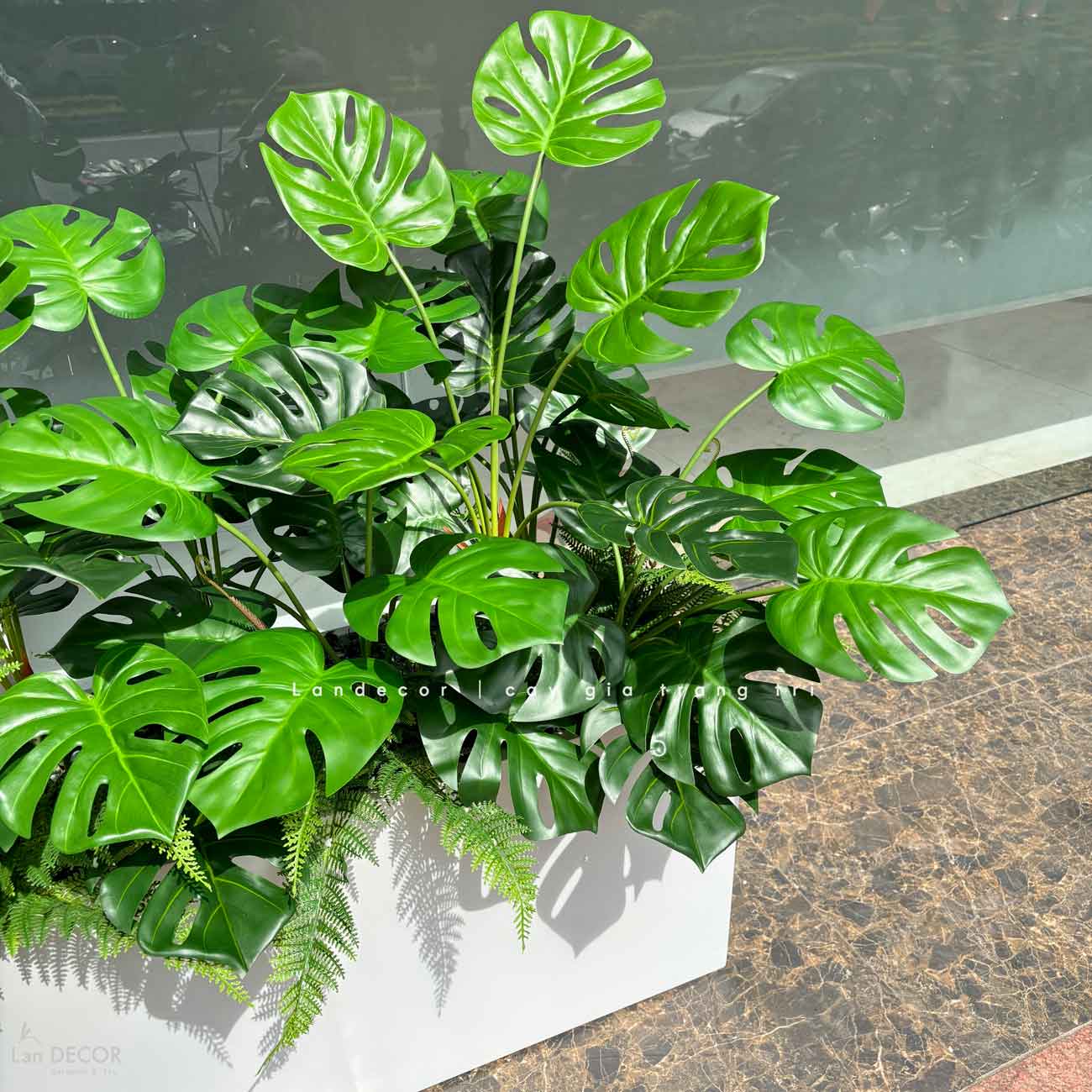 Cụm Monstera Trang Trí Tiểu Cảnh Độc Đáo - HC1005