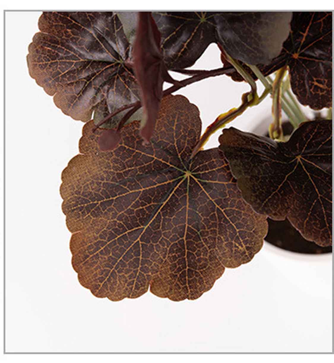 Lá sen đất, sen cạn lá Chuông San Hô - HC830