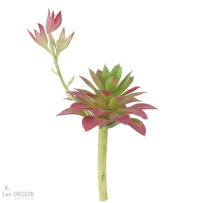 Sen đá  decor trang trí nhà cửa , chậu cây  -   Sen đá 45