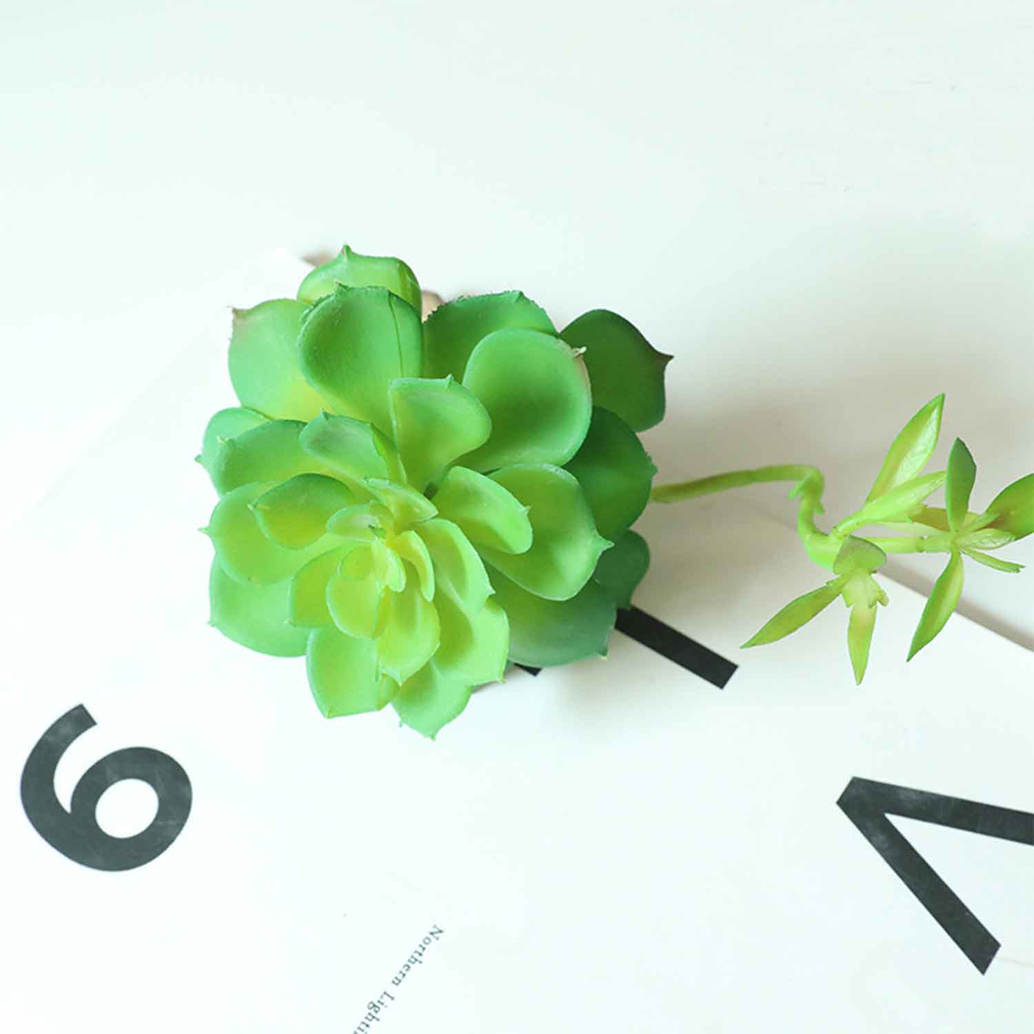 Sen đá  decor trang trí nhà cửa , chậu cây  -   Sen đá 45