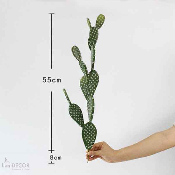 Xương rồng tai thỏ - HC162