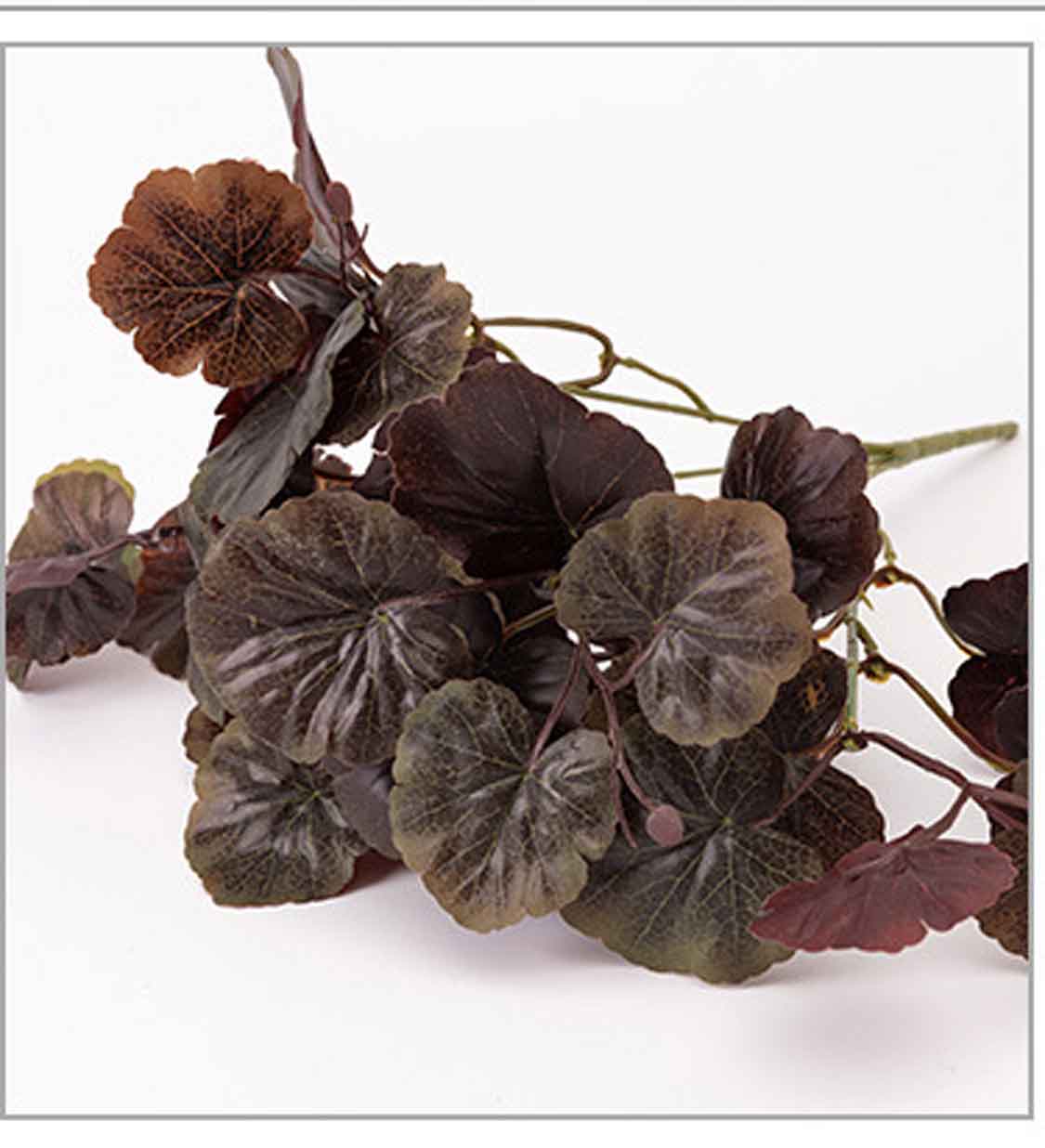 Lá sen đất, sen cạn lá Chuông San Hô - HC830