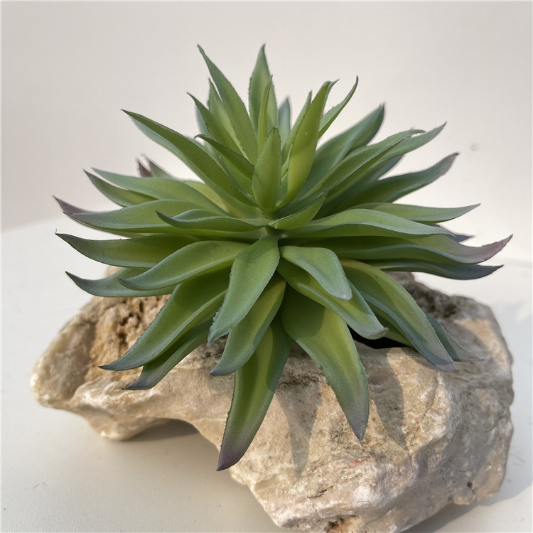 Cành sen  đá decor Trang trí nhà cửa, chậu cây  -   Sen đá 55