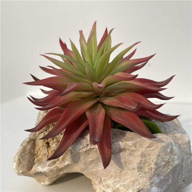 Cành sen  đá decor Trang trí nhà cửa, chậu cây  -   Sen đá 55