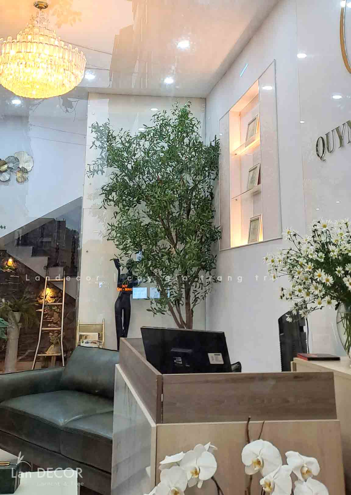 THIẾT KẾ CÂY OLIU THÂN GỖ 3M - CC786