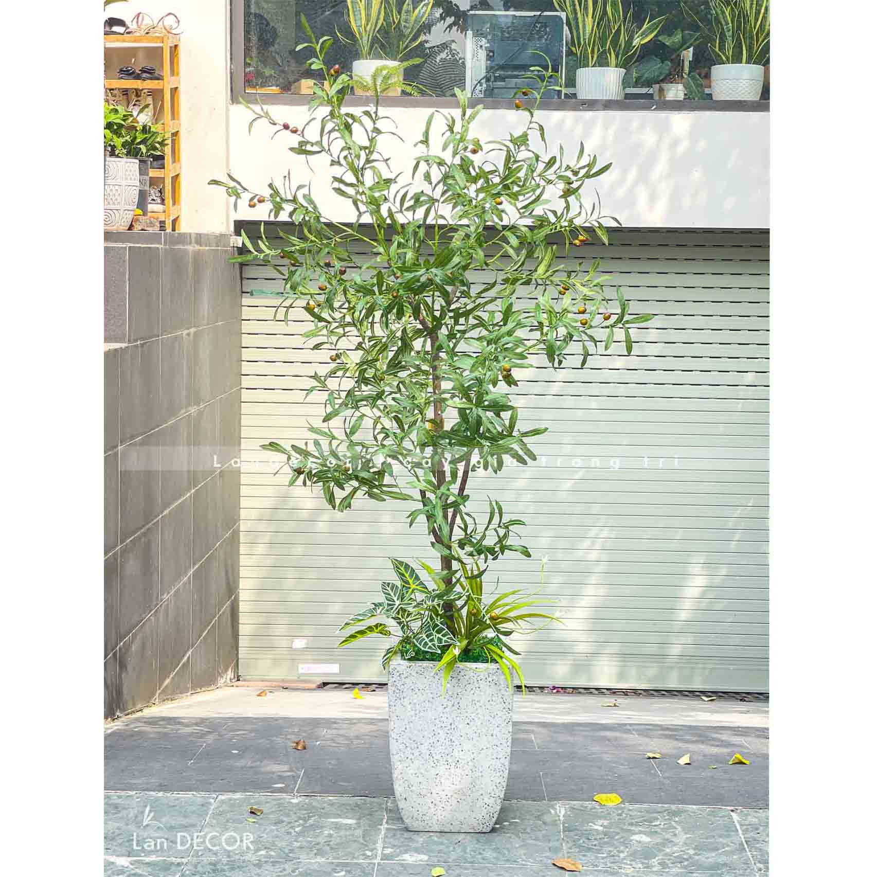 CHẬU CÂY OLIU GIẢ DECOR ẤN TƯỢNG (170CM)- CC763
