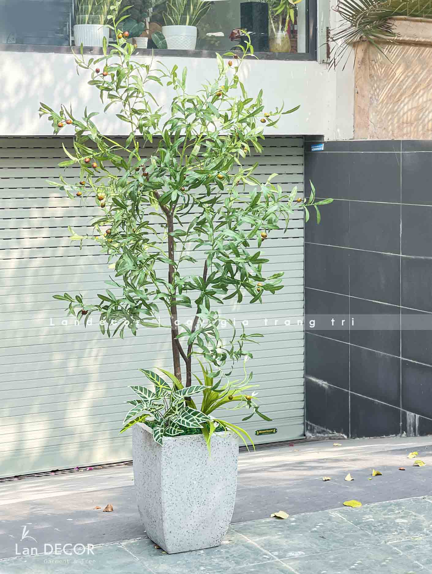 CHẬU CÂY OLIU GIẢ DECOR ẤN TƯỢNG (170CM)- CC763