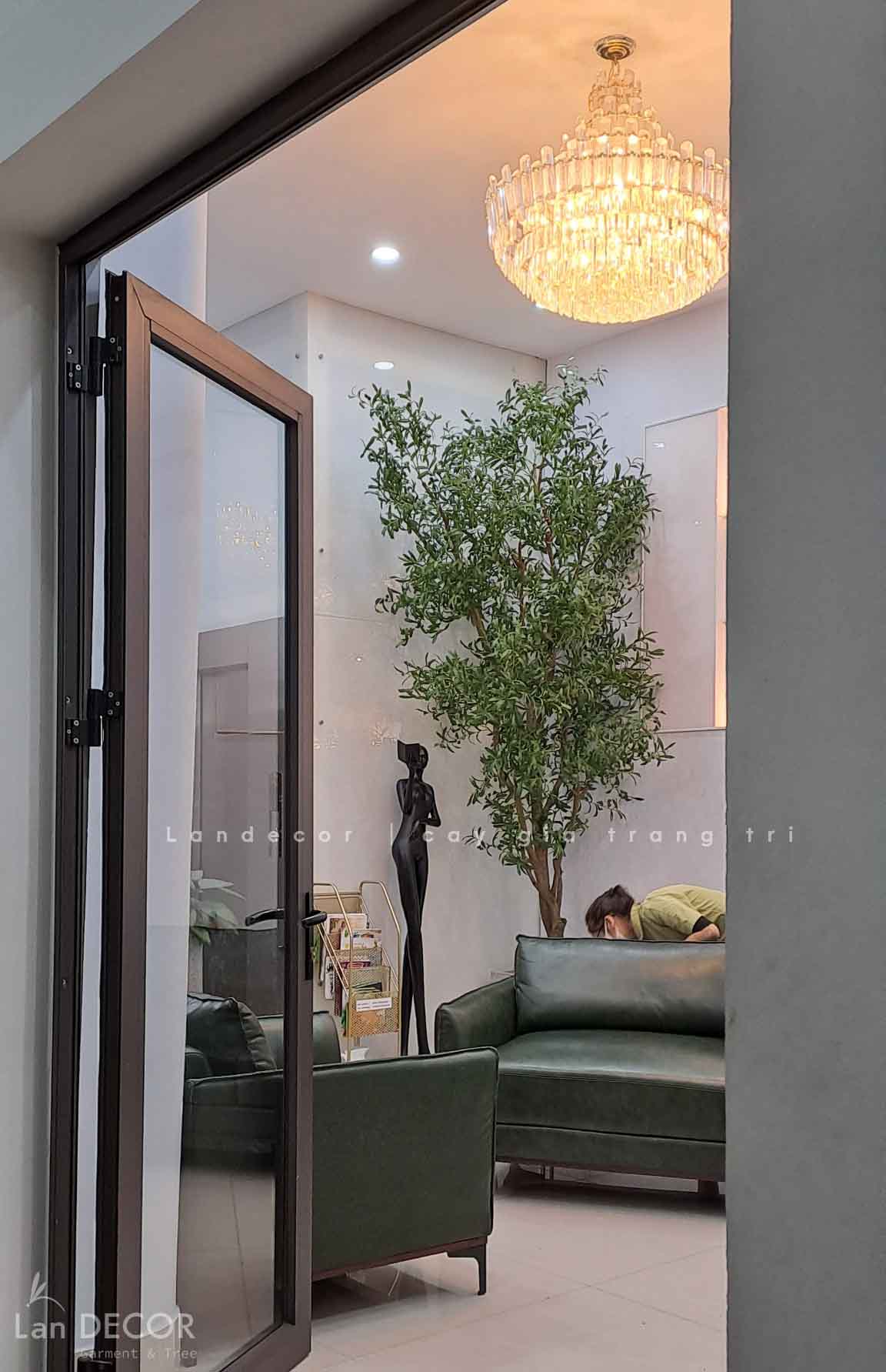 THIẾT KẾ CÂY OLIU THÂN GỖ 3M - CC786