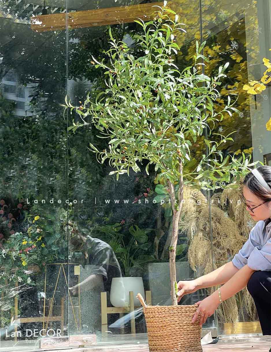 CHẬU CÂY OLIU TRANG TRÍ QUÁN CAFE- CC752