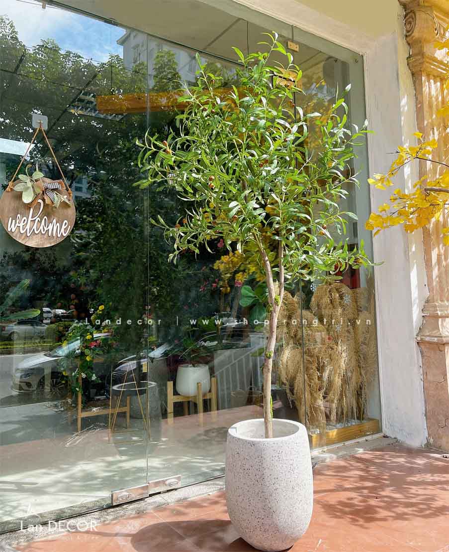CHẬU CÂY OLIU TRANG TRÍ QUÁN CAFE- CC752