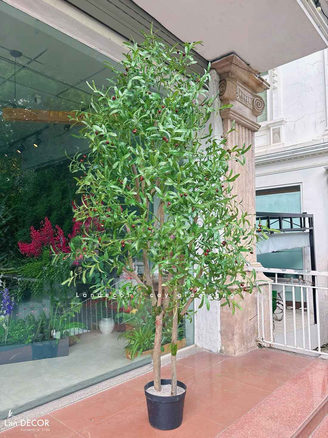 Cây Oliu trang trí nội thất LanDecor (240cm) - CC666