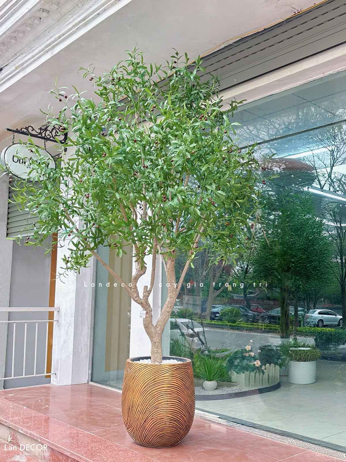 Cây Oliu Giả Thiết Kế - Cây Olive Giả Thiết Kế Giếng Trời, Sảnh Khách Sạn Phong Cách Bắc Âu (250cm)- CC1273