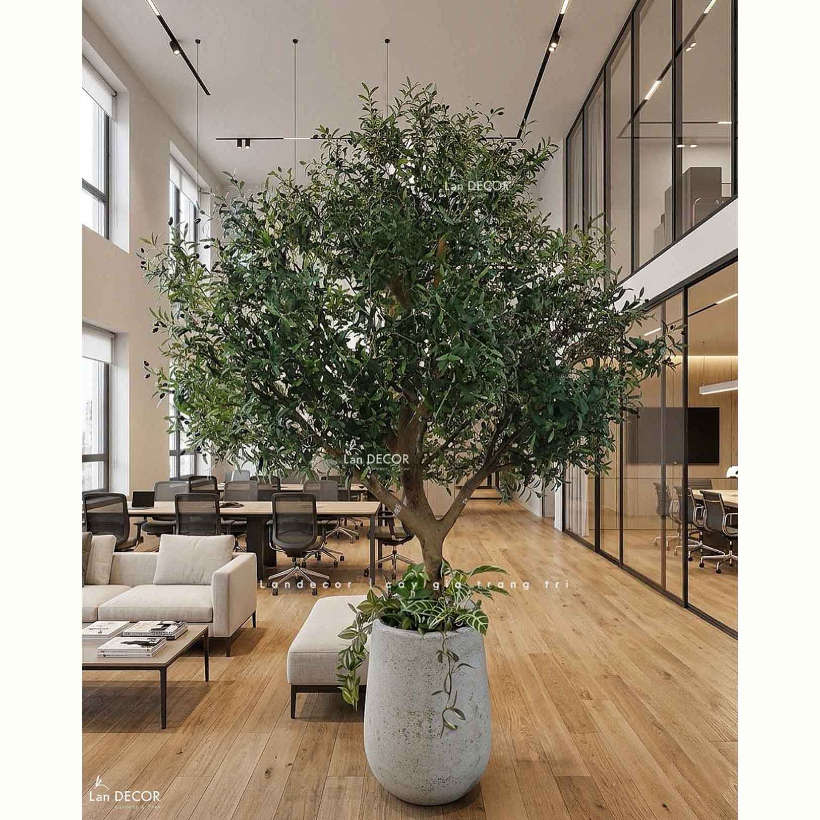 Cây Olive Giả - Thiết Kế Cây Olive Giả Trưng Bày Sảnh Công Ty, Kiến Tạo Không Gian Độc Đáo