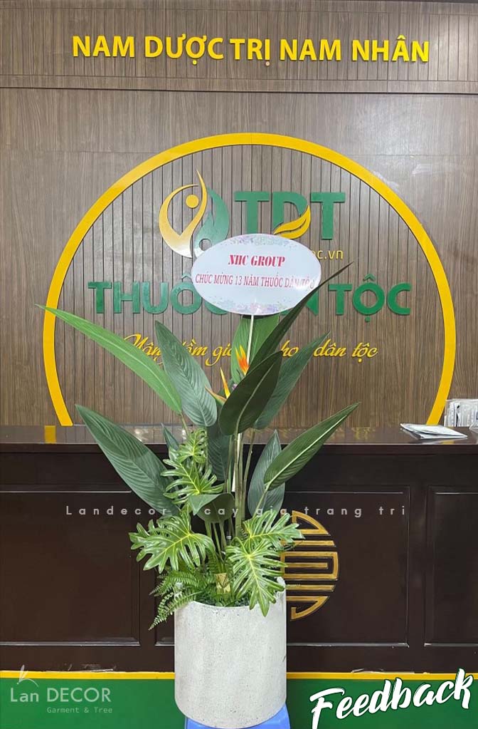 CHẬU CÂY THIÊN ĐIỂU TRANG TRÍ NHÀ ĐẸP- LC3179 MIX
