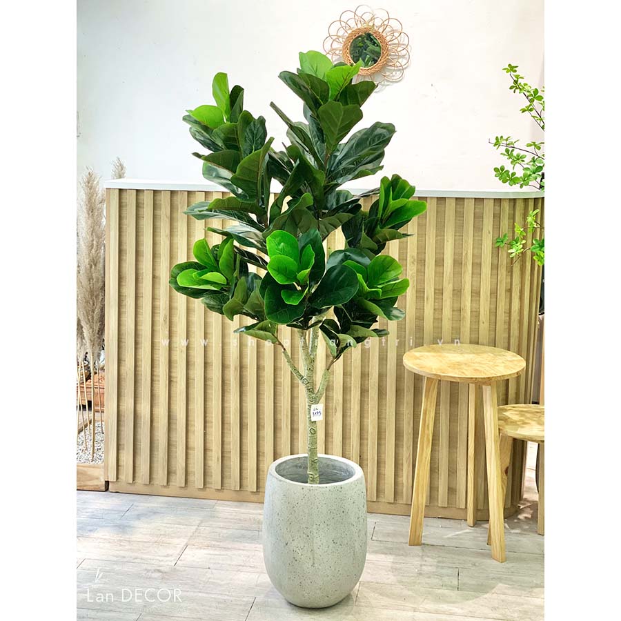 Cây bàng Sing trang trí Landecor ( 145cm) - LC3173