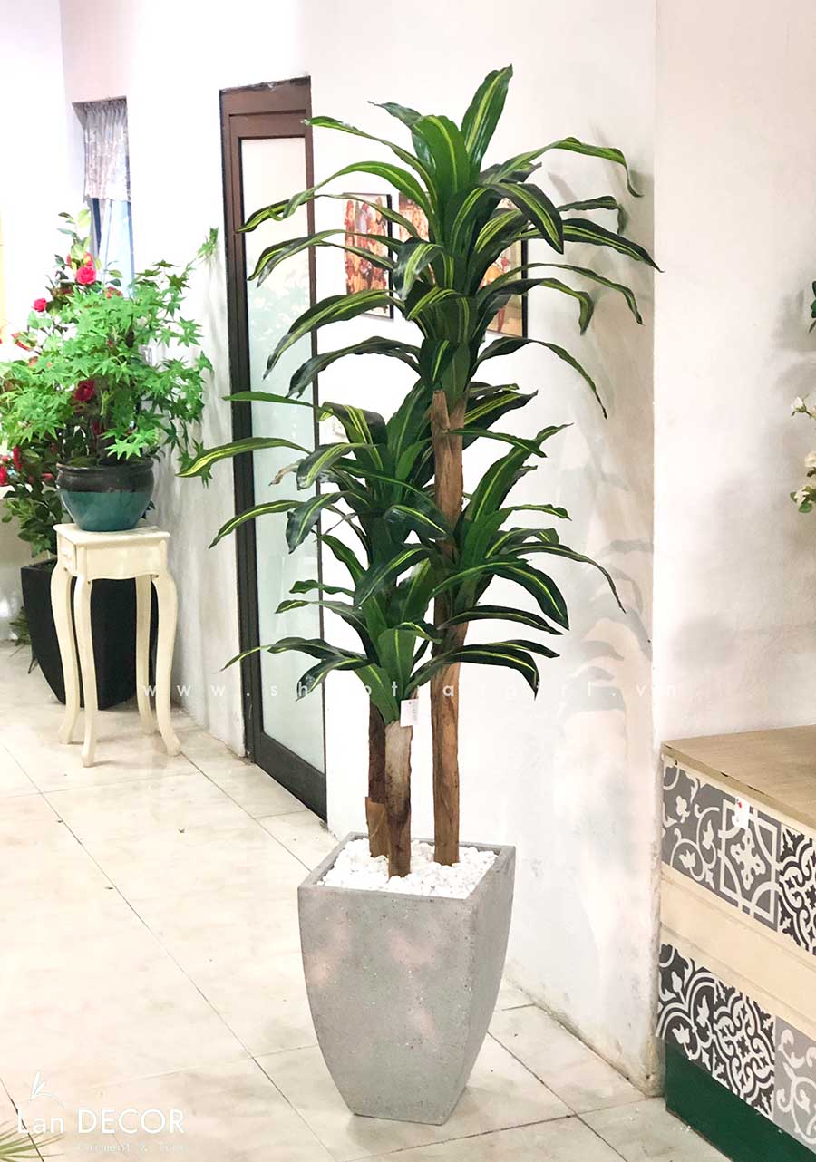 Cây thiết mộc lan trang trí nội thất hiện đại sang trọng Lan Decor (160cm) - LC2855