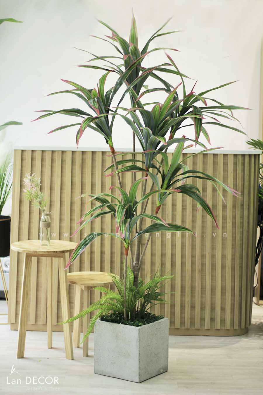 Cây phát tài trang trí nhà đẹp LanDecor (165cm) - LC2844