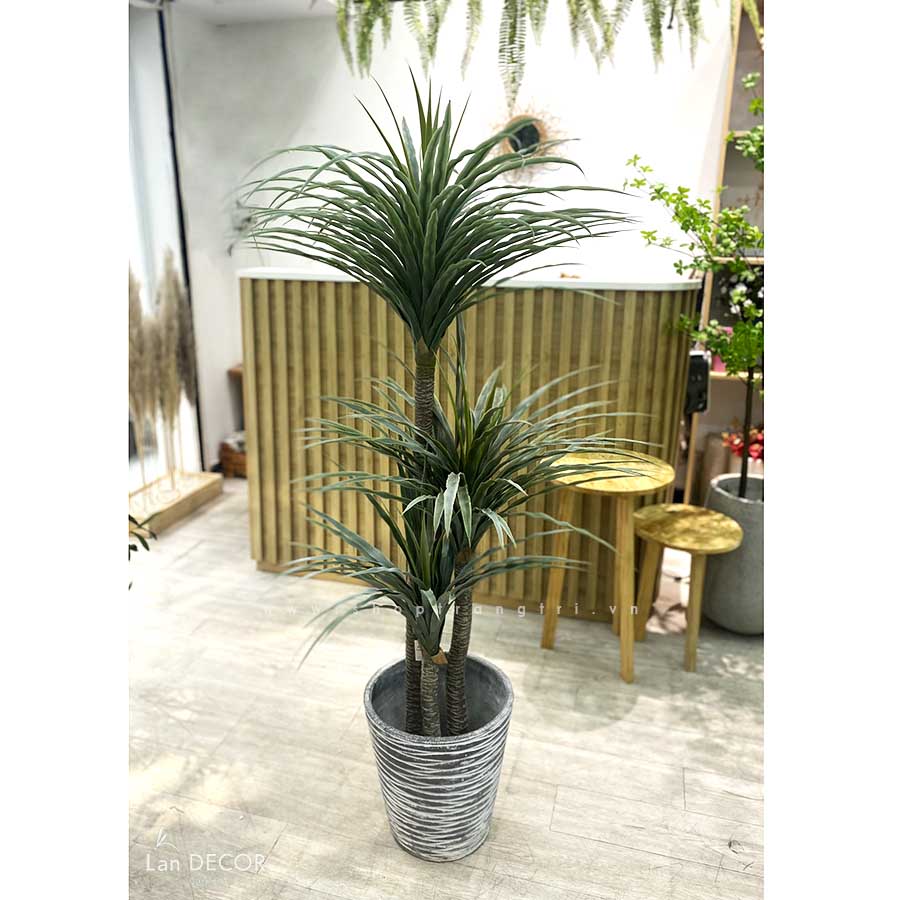 Cây phát tài núi Landecor  (165cm) - LC3159