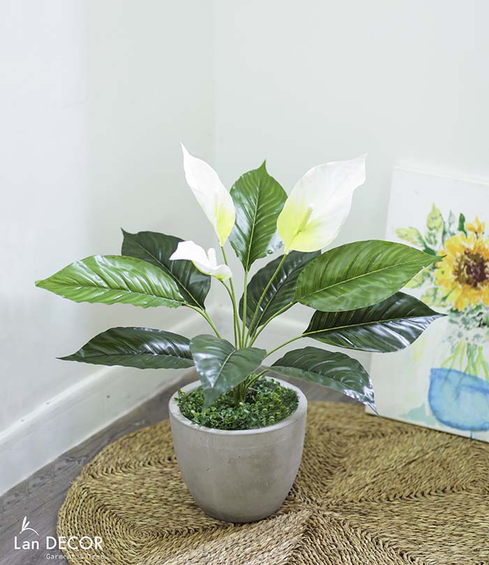 Cây Lan Ý để bàn trang trí nhà sang trọng (55cm) - LC2925-1
