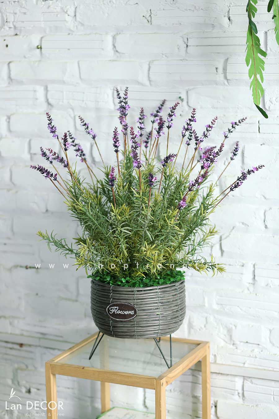 gio-hoa-lavender