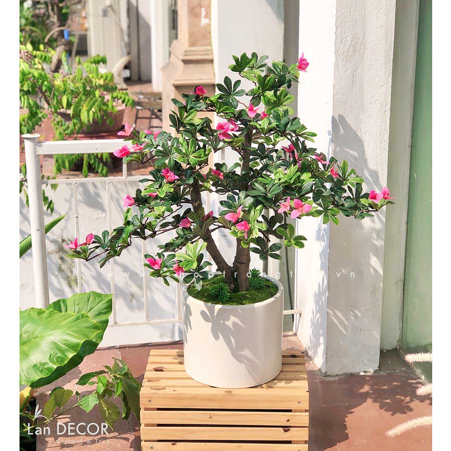 Cây hoa Đỗ Quyên dáng bonsai trang trí LanDecor (100cm) - CC550