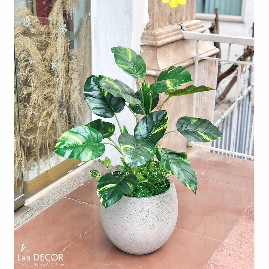 CÂY TRẦU BÀ TRANG TRÍ TIỂU CẢNH NỘI THẤT LANDECOR (50cm) - LC2801 ...