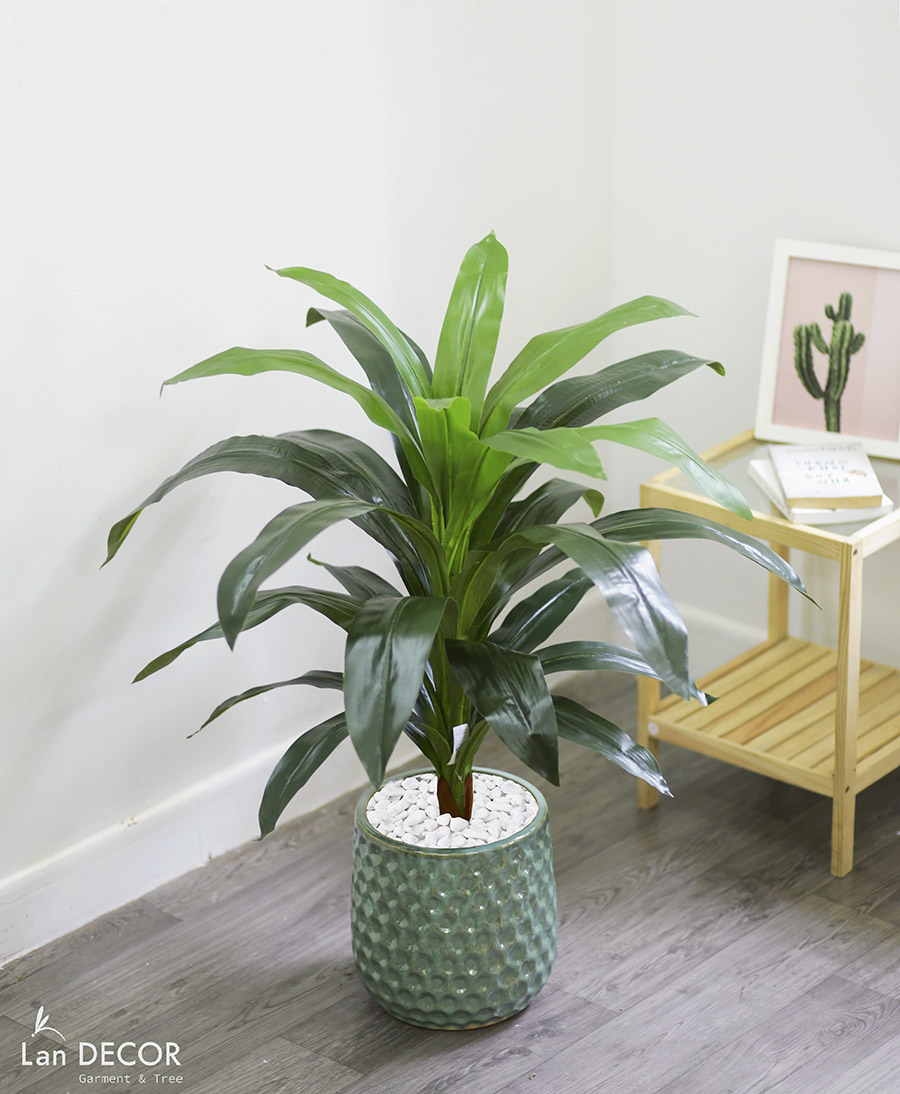 CÂY THIẾT MỘC LAN CÂY CẢNH TRANG TRÍ NHÀ (90cm) - LC1500