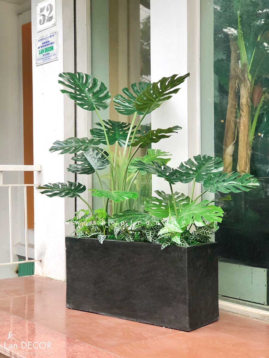 Bồn Cây lá xẻ cây monstera trang trí không gian hiện đại (120cm ...