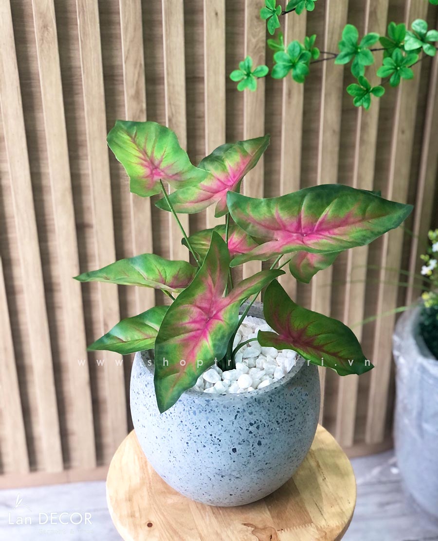 CÂY LÁ MÔN ĐỎ TRANG TRÍ NHÀ ĐẸP (40cm) - LC3258-1