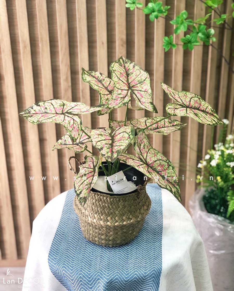 CÂY LÁ MÔN HỒNG TRANG TRÍ NHÀ ĐẸP (40cm) - LC3258-2