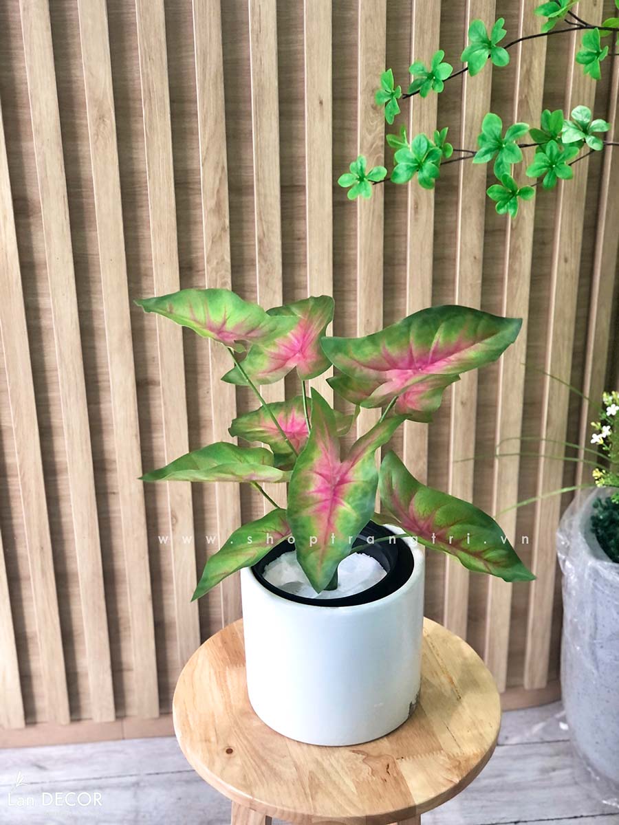 CÂY LÁ MÔN ĐỎ TRANG TRÍ NHÀ ĐẸP (40cm) - LC3258-1