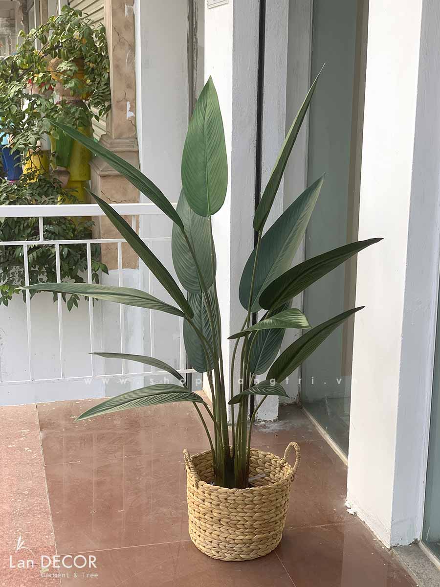 CÂY CHUỐI CẢNH LÁ NHỌN TRANG TRÍ ( 140CM) - LC3180