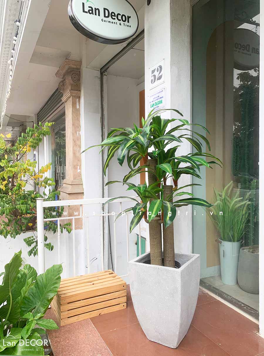 Cây Giả Trang Trí- Cây Thiết Mộc Lan Giả Decor Phòng Khách (135cm) - LC1759-1