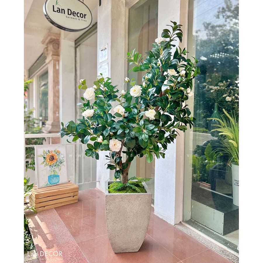 Chậu cây hoa trà trang trí nội thất Lan Decor (180cm) - CC526