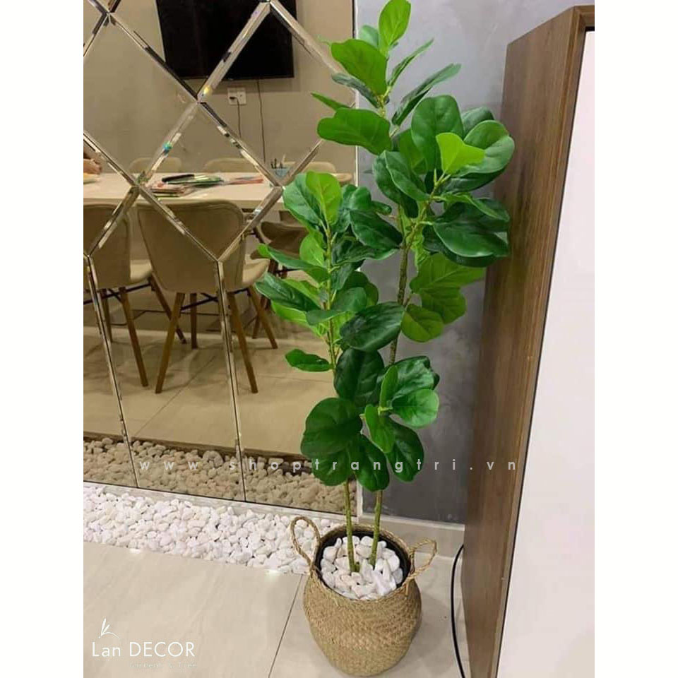 CHẬU CÂY BÀNG SINGAPORE 120cm - CC503