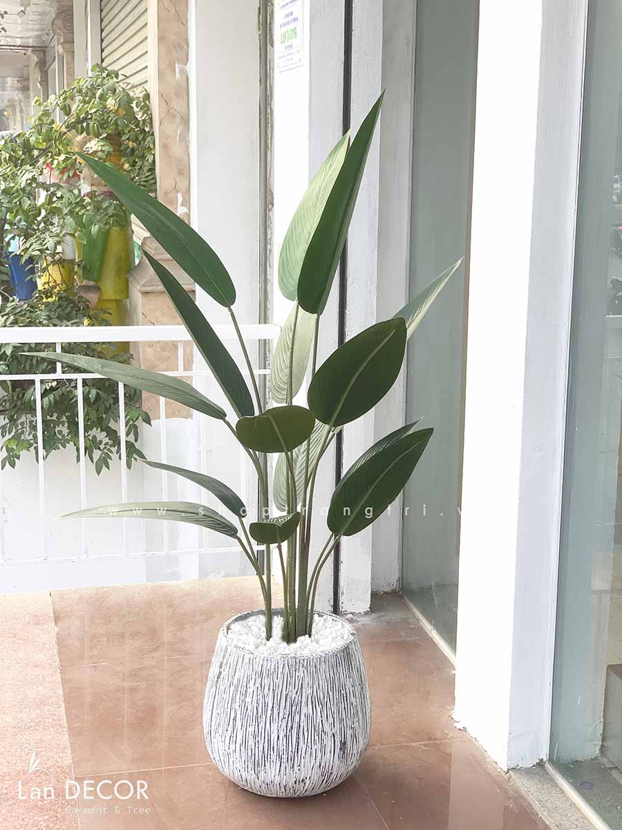 CÂY CHUỐI CẢNH LÁ NHỌN TRANG TRÍ ( 140CM) - LC3180