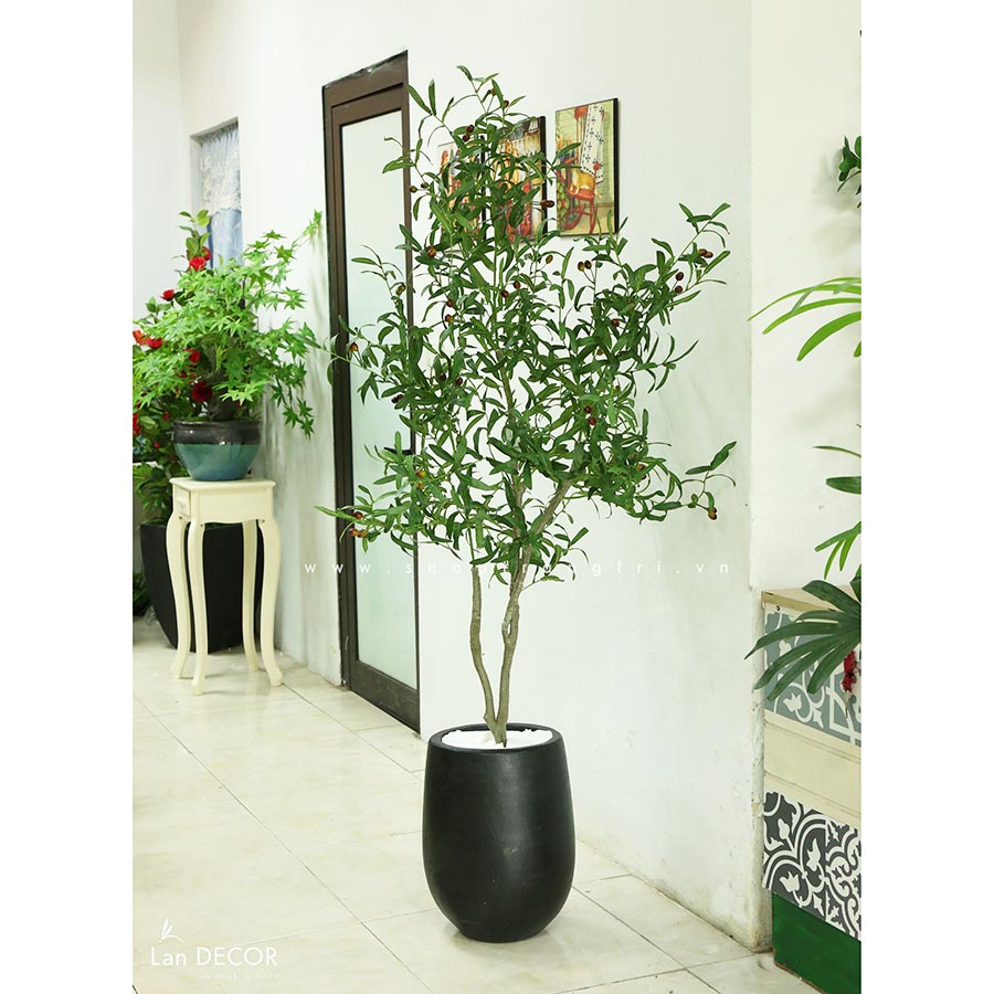 Cây oliu trang trí nội thất LanDecor (1m7) - CC513