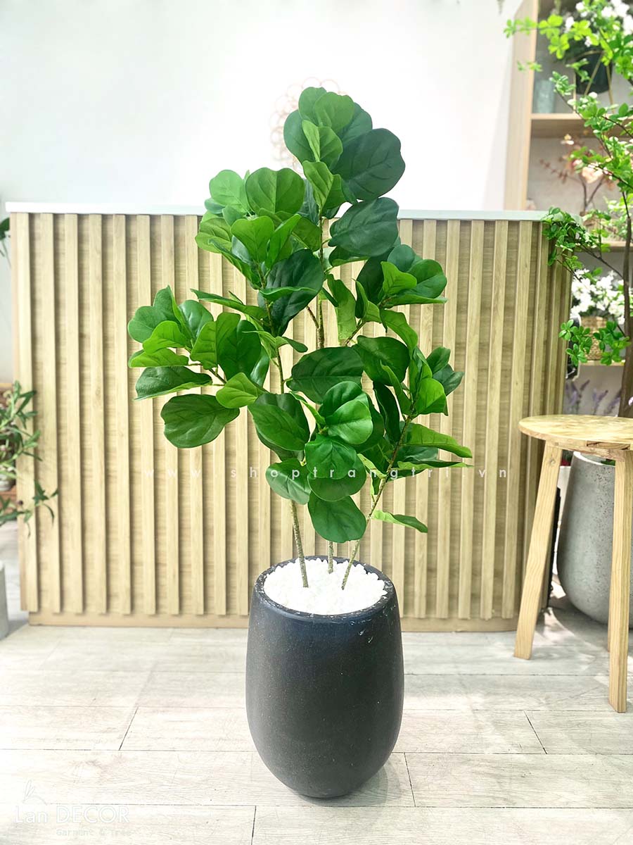 CHẬU CÂY BÀNG SINGAPORE 130cm - CC241